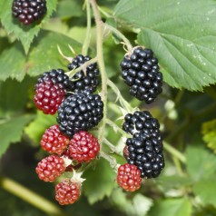 Brombær Himalaya - Rubus...