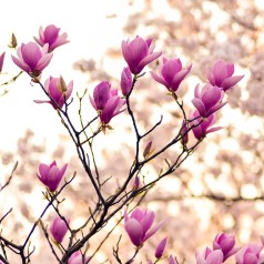 Magnolia Galaxy 125-150 cm.