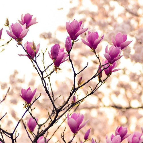 Magnolia Galaxy 125-150 cm.