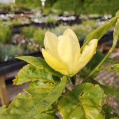Magnolia acuminata Yellow Bird - Magnolie