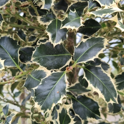Hvidrandet Kristtorn Argentea Marginata 60 cm. stamme - Ilex aquifolium Argentea Marginata