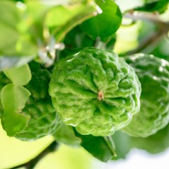 Bergamotte 50-60 cm. - Citrus Bergamotto