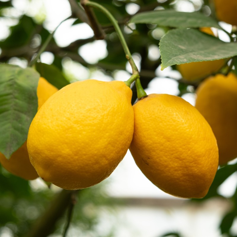 Citron Meyer 50-60 cm. - Citrus Limon Meyer