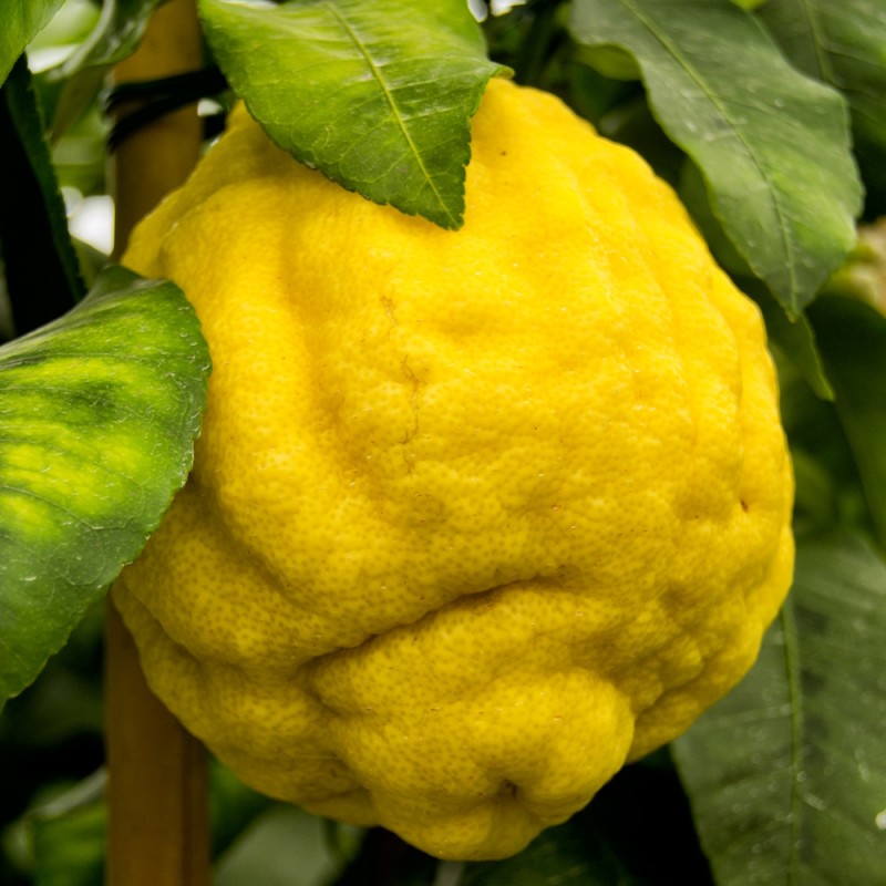 Citrontræ Cedro 50-60 cm. - Citrus Cedro