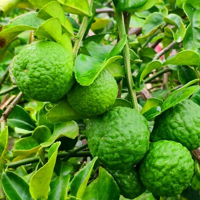 Kaffir Lime 50-60 cm. - Combawa - Citrus Hystrix