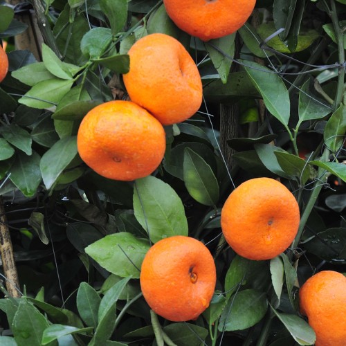 Klementin Træ 50-60 cm. - Citrus Clementino