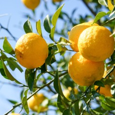 Citrontræ Yuzu 50-60 cm. -...