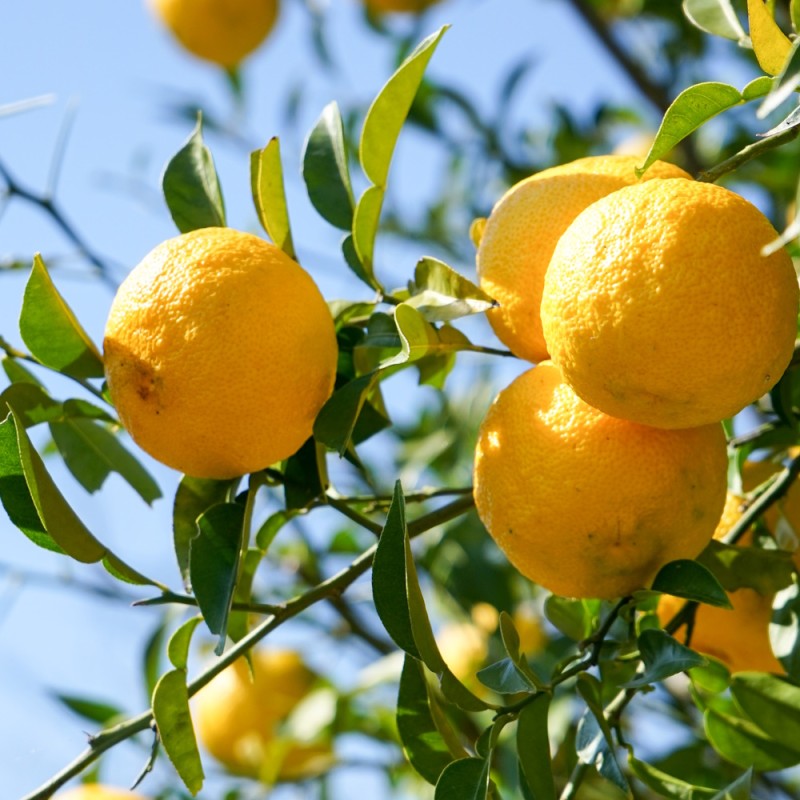 Citrontræ Yuzu 50-60 cm. - Citrus Yuzu