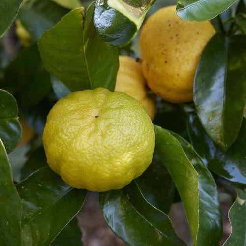 Lime Pursha 50-60 cm. - Citrus limetta Pursha