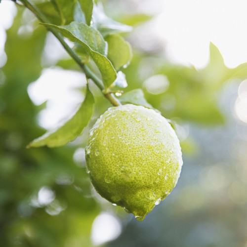 Lime Træ 50-60 cm. - Citrus Lime