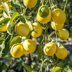Limequat 50-60 cm. - Citrus...