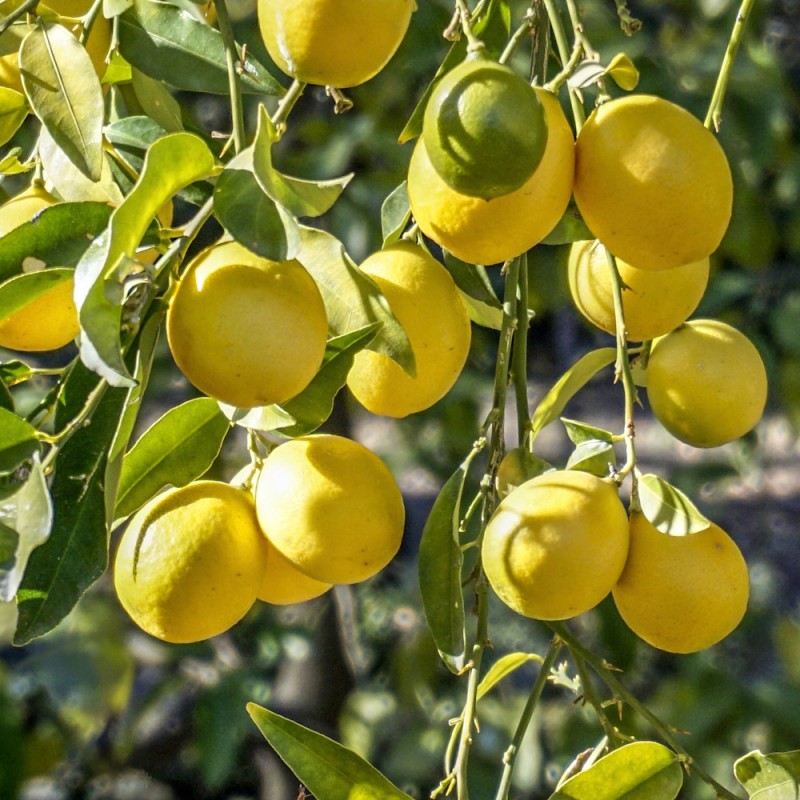 Limequat 50-60 cm. - Citrus Limequat