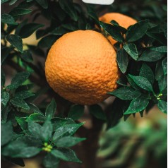 Mandarintræ Chinotto 50-60...