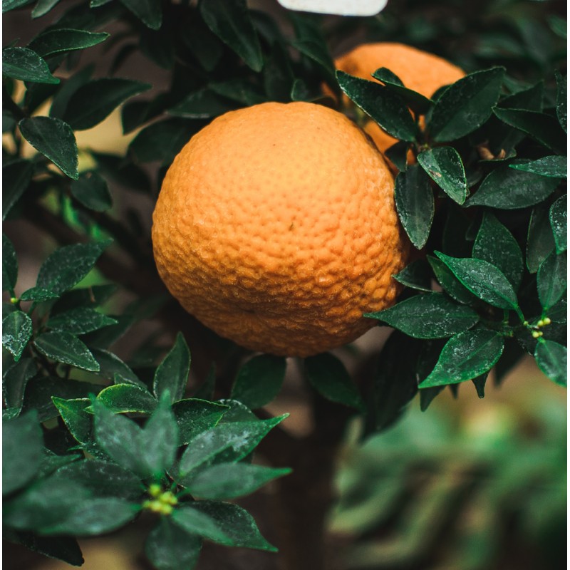 Mandarintræ Chinotto 50-60 cm. - Citrus Chinotto