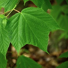 Stribet løn 100-125 cm. - Acer pensylvanicum