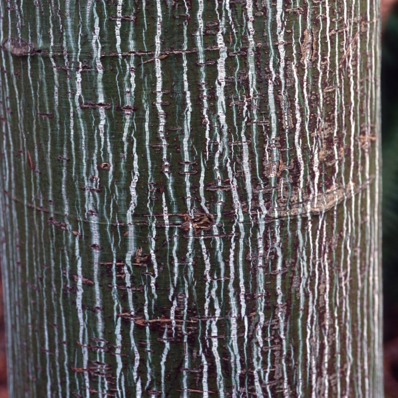 Stribet løn 100-125 cm. - Acer pensylvanicum