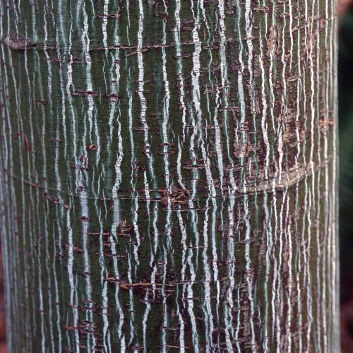 Stribet løn 100-125 cm. - Acer pensylvanicum