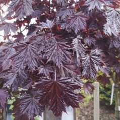 Rødbladet Spidsløn Crimson Sentry 150-175 cm. - Acer platanoides Crimson Sentry