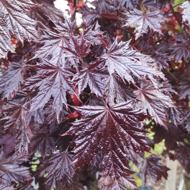 Acer platanoides Crimson Sentry - Rødbladet Spidsløn / SHO 8-10 med 180 cm. stamme og Kugleklippet