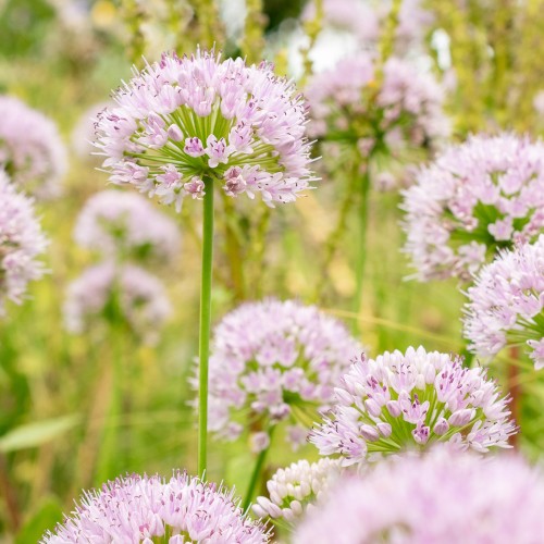 Sibirisk Purløg - Allium nutans
