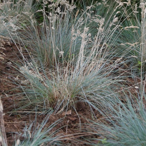 Bjørnegræs / Blå svingel - Festuca glauca