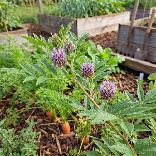 Kinesisk lakrids - Glycyrrhiza yunnanensis (Glycirrhiza)