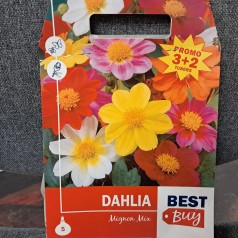 Dahlia Mignon Mix - Georgin...