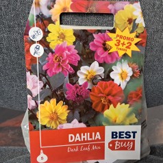 Dahlia Dark Leaf Mix...