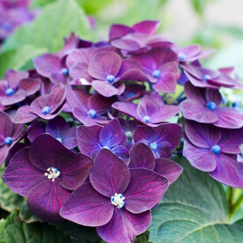 Hortensia Black Diamonds Red Angel Purple - Hydrangea macrophylla Black Diamonds Red Angel Purple