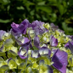 Hortensia Magical Jewel Blå...