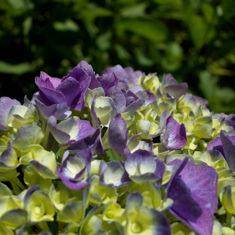 Hortensia Magical Jewel Blå - Hydrangea macrophylla Magical Jewel Blå