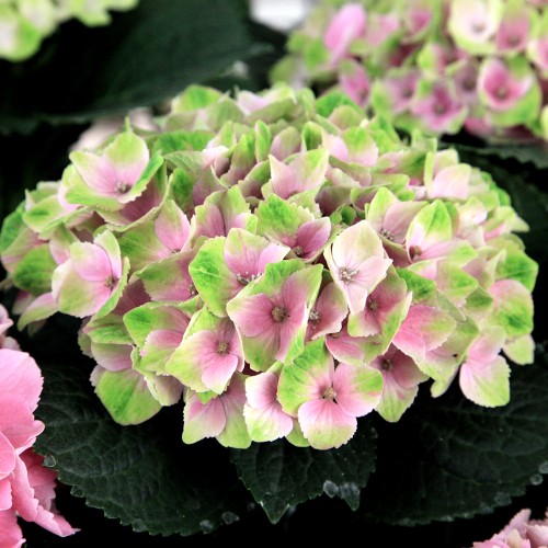 Hortensia Magical Jewel Pink - Hydrangea macrophylla Magical Jewel Pink