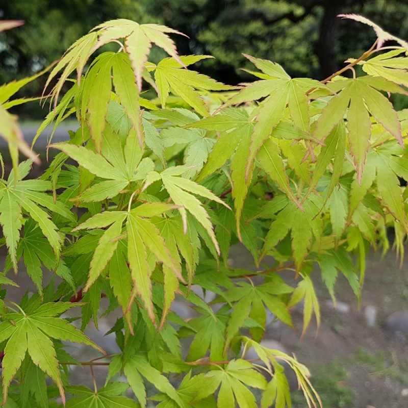 Japansk Ahorn Anne Irene - Acer palmatum Anne Irene