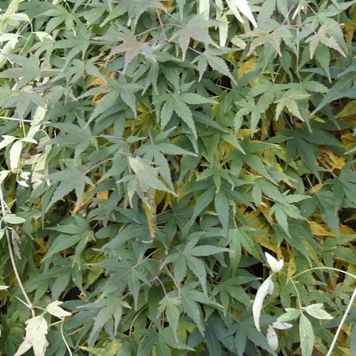 Japansk Ahorn Ryusen - Acer palmatum Ryusen