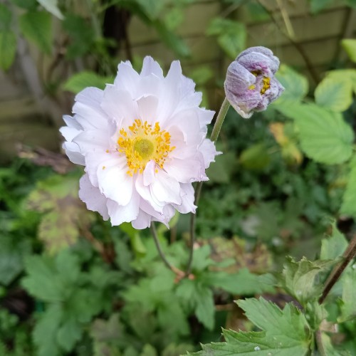 Høstanemone Frilly Knickers - Anemone hupehensis Frilly Knickers