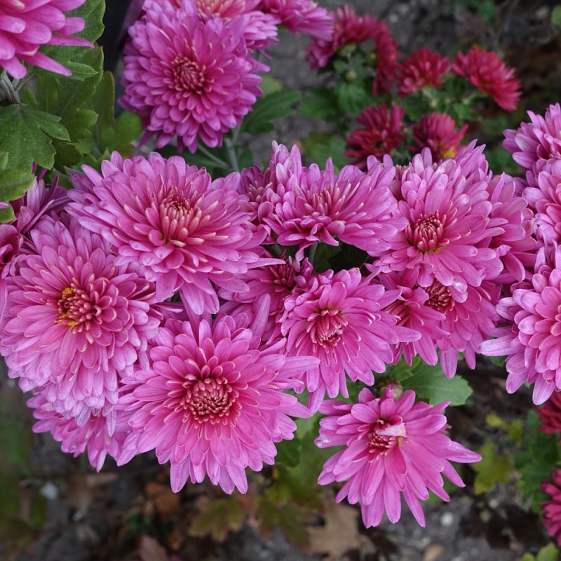 Vinterasters Anastasia - Chrysanthemum Anastasia