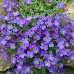 Blåpude Cascade Blue -...