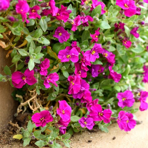 Blåpude Cascade Red - Aubrieta hybrid Cascade Red