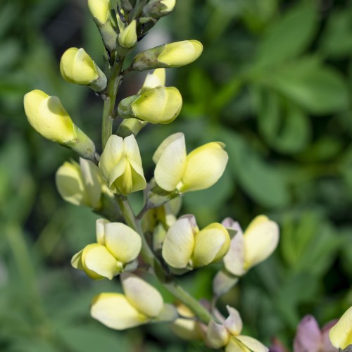 Farvebælg Vanilla Cream - Baptisia australis Decadence Vanilla Cream