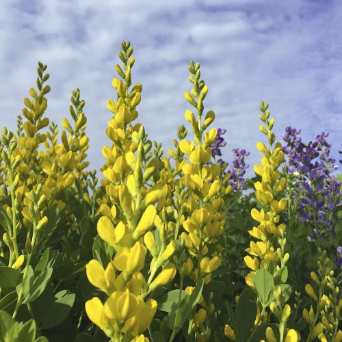 Farvebælg Lemon Meringue - Baptisia australis Decadence Lemon Meringue