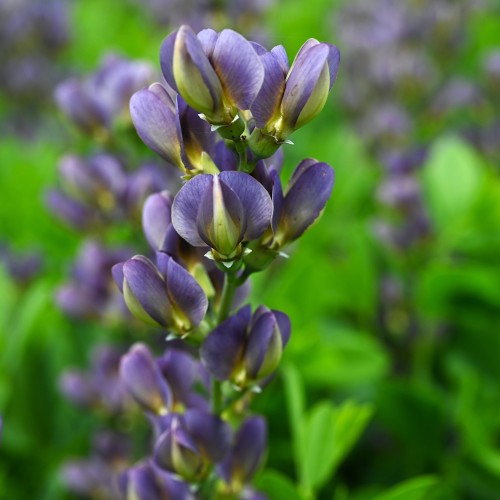 Farvebælg Blueberry Sundae - Baptisia australis Decadence Blueberry Sundae