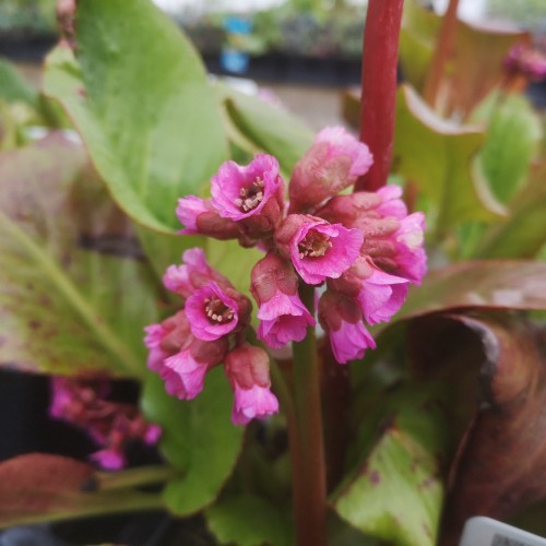 Bergenia cordifolia Rotblum / Kæmpestenbræk