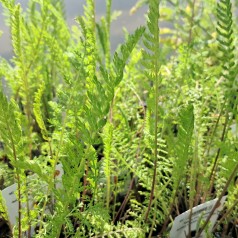 Røllike Parkers Variety - Bakke med 28 plugs. - Achillea millefolium Parkers Variety