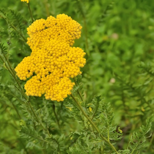Røllike Parkers Variety - Bakke med 28 plugs. - Achillea millefolium Parkers Variety