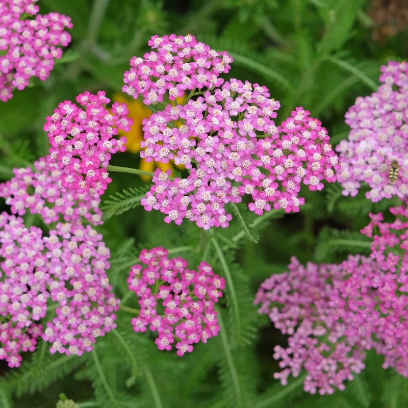 Røllike Cerise Queen - Achillea millefolium Cerise Queen
