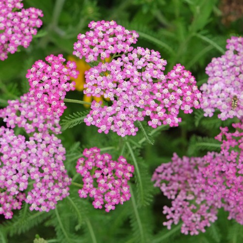 Røllike Cerise Queen - Achillea millefolium Cerise Queen