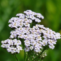 Achillea millefolium - Røllike