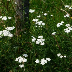 Achillea millefolium - Røllike