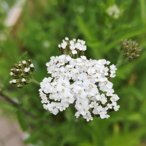 Almindelig røllike - Bakke med 28 plugs. - Achillea millefolium