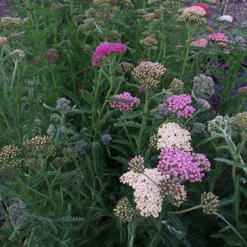 Røllike Summer Pastels - Bakke med 28 plugs. - Achillea millefolium Summer Pastels